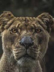 The Undefeated Son-i