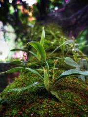 My Sweet Wife: The C