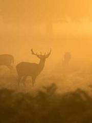 I Picked Up a Cultiv