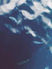 Lu Zongapos;s Hidden