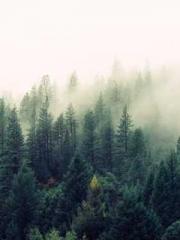 Ling Hao Qin Yuxin R