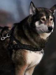 Become a big shot in