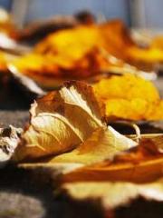 After miscarriage an