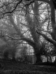 The Undefeated Son-i